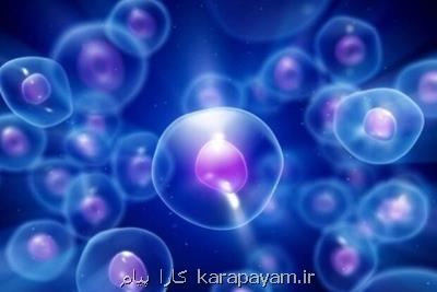 فعالیت 150 شركت دانش بنیان در حوزه سلول بنیادی