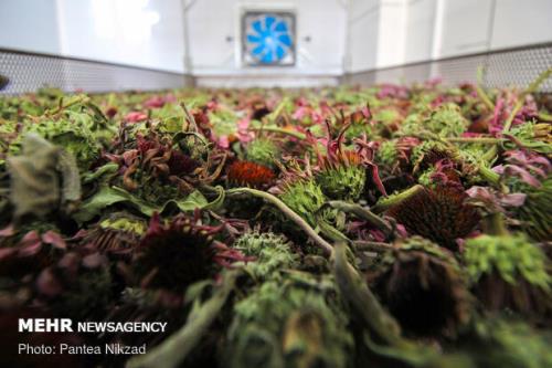 فعالیت ۶ مرکز نوآوری در امتداد توسعه صنعت گیاهان دارویی و طب سنتی