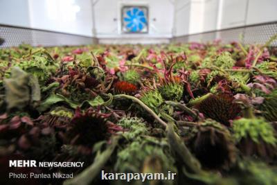 فعالیت ۶ مرکز نوآوری در امتداد توسعه صنعت گیاهان دارویی و طب سنتی