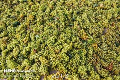 باغ های انگور سیستان توسعه می یابند