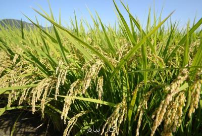 افزایش تولید کشاورزی در گرو استفاده از منابع ژنتیکی