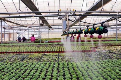 راه اندازی گلخانه های هوشمند مبتنی بر اینترنت اشیا در سرتاسر کشور
