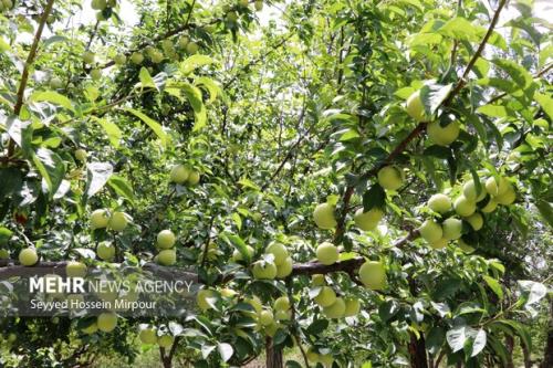 نخستین فن بازار ازدیاد درختان میوه در دانشگاه آزاداسلامی