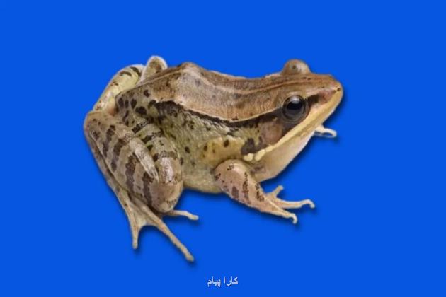 کشف قورباغه ای که صدای اردک می دهد