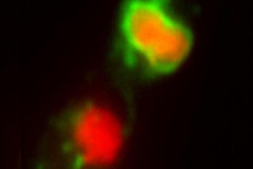 دارویی که قارچ ها را مجبور به خودکشی می کند