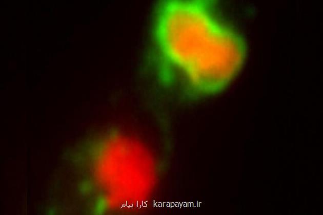 دارویی که قارچ ها را مجبور به خودکشی می کند