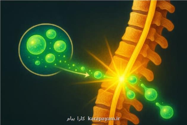 شروع آزمایش انسانی نخستین درمان جهان برای معکوس کردن لطمه نخاعی