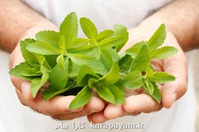 پژوهشگران ایرانی موفق به افزایش عملكرد گیاه استویا شدند
